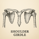 Shoulder Girdle Anatomy & Physiology
