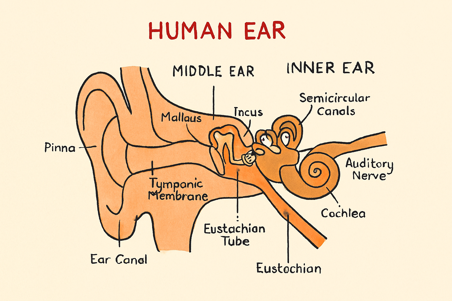 STRUCTURE AND FUNCTION OF EAR