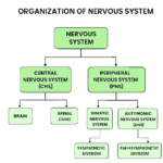Organization Of Nervous System