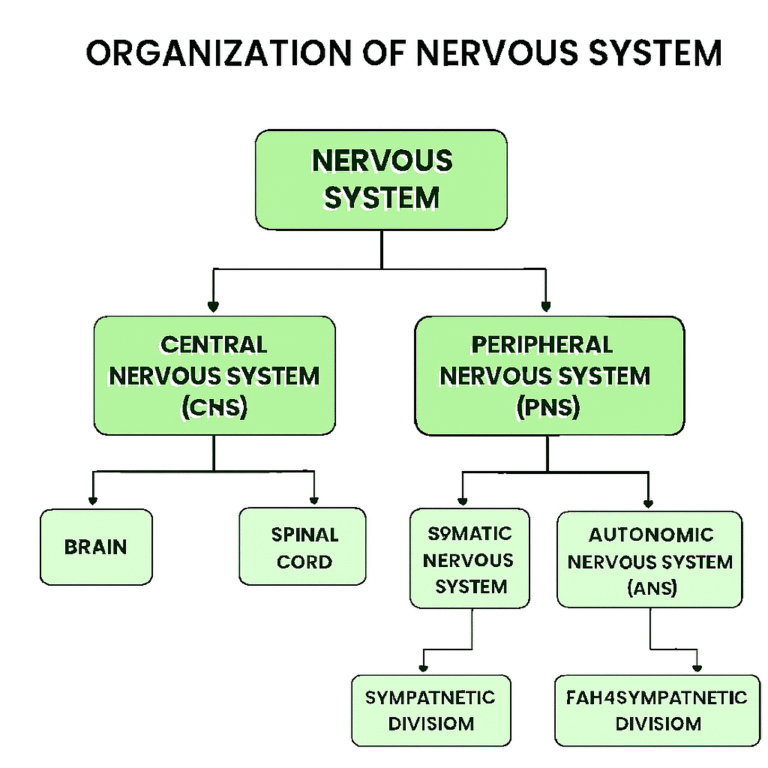 Organization Of Nervous System